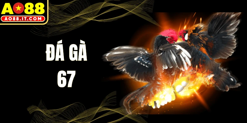 Đá Gà 67