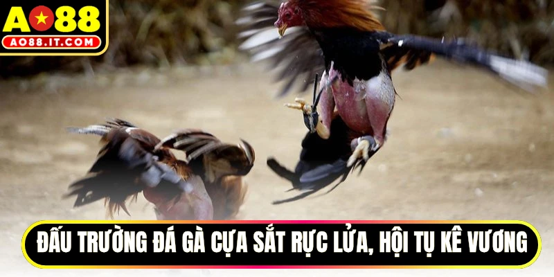 Đấu trường đá gà cựa sắt rực lửa, hội tụ kê vương
