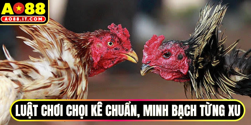 Luật chơi chọi kê chuẩn, minh bạch từng xu
