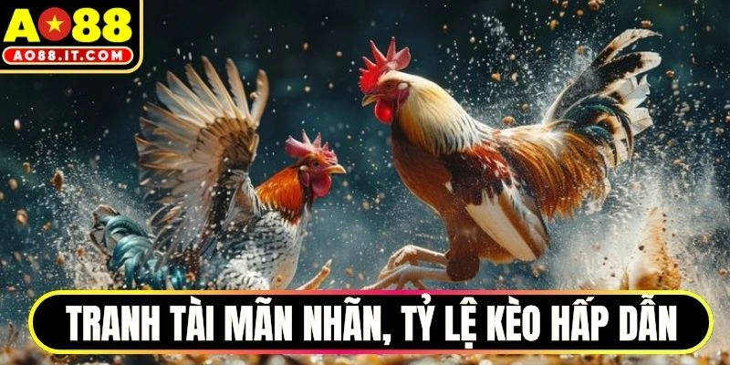 Tranh tài mãn nhãn, tỷ lệ kèo hấp dẫn